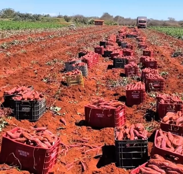Batata-doce ganha espaço entre culturas agrícolas na região de Irecê