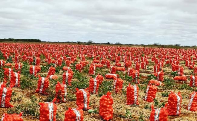 Preço da cebola sobe mais de 30% na região de Irecê e saca chega a R$ 64