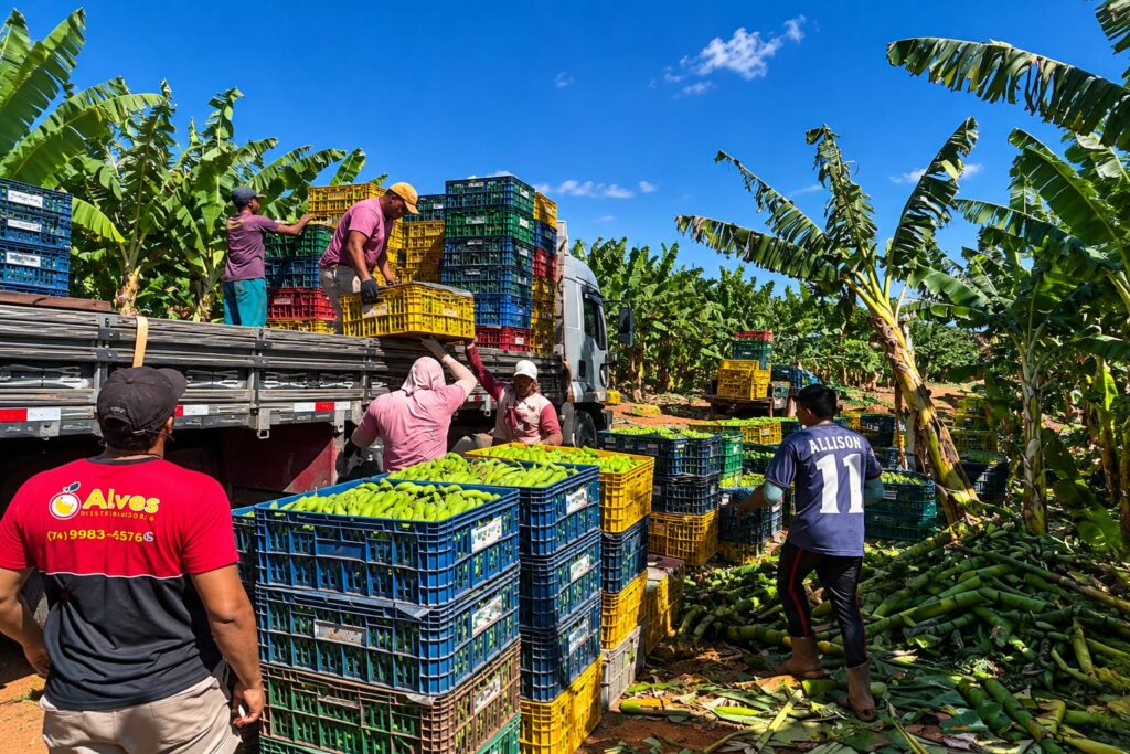Mirorós, em Ibipeba, na região de Irecê, mantém produção de banana durante todo o ano e abastece grandes cidades