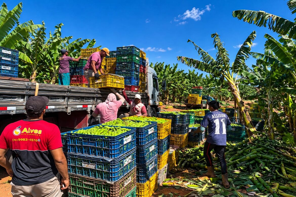 Produção de banana no Distrito de Irrigação de Mirorós, na região de Ibipeba, Bahia.