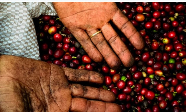 Café de cidade da Chapada Diamantina é o único do Nordeste na fase nacional do Cup of Excellence 2026